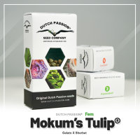 Mokum’s Tulip ®