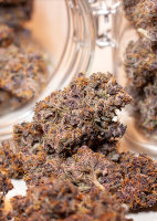 Auto Blackberry Kush ®