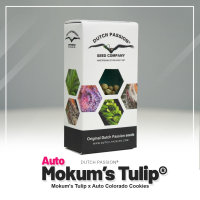 Auto Mokum’s Tulip