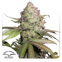 CBD Auto Charlotte’s Angel®