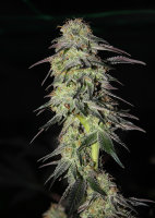 CBD Auto Charlotte’s Angel®