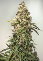 CBD Auto Charlotte’s Angel®