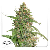 CBD Auto Compassion Lime ®