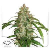 CBD Auto White Widow ®