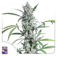 Fat Pete’s Cookies Auto ®