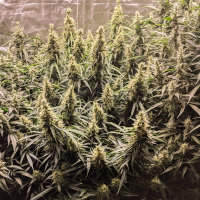 Fat Pete’s Cookies Auto ®