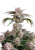 Strawberry Gorilla Auto