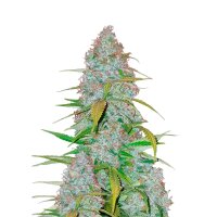 Californian Snow Auto