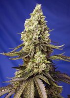 Runtz XL Auto | Sweet Seeds