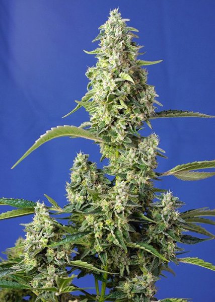 Gorilla Girl XL Auto®