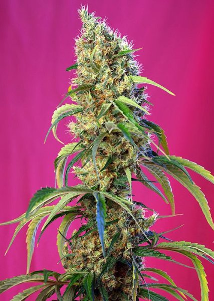 Black Jack Auto | Sweet Seeds