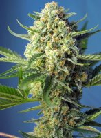 S.A.D. Sweet Afgani Delicious Auto | Sweet Seeds