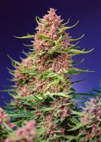 Strawberry Cola Sherbet F1 Fast Version | Sweet Seeds