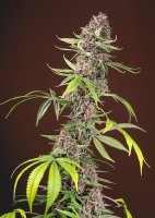 Red Mandarine F1 Fast Version | Sweet Seeds