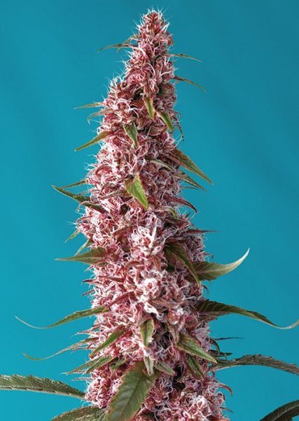 Red Pure Auto CBD | Sweet Seeds