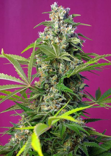 Gorilla Girl | Sweet Seeds