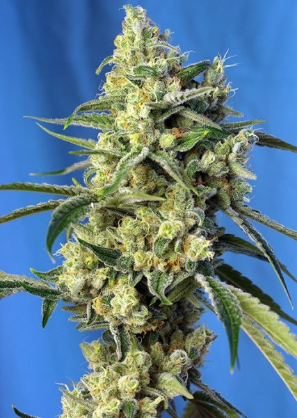 Sweet Amnesia Haze | Sweet Seeds