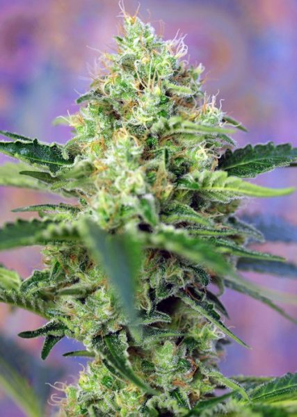 Crystal Candy | Sweet Seeds