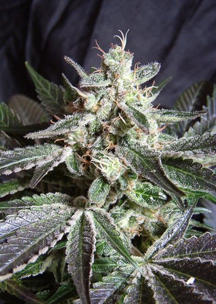 Black Jack | Sweet Seeds