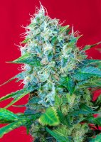 Green Poison | Sweet Seeds