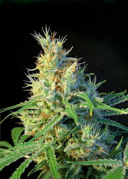 Psicodelicia | Sweet Seeds