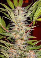 S.A.D. Sweet Afgani Delicious S1 | Sweet Seeds