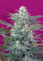 Big Foot | Sweet Seeds