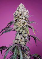 Sweet Mandarine Zkittlez F1 Fast Version®