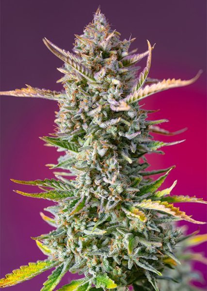 Gorilla Sherbet F1 Fast Version | Sweet Seeds