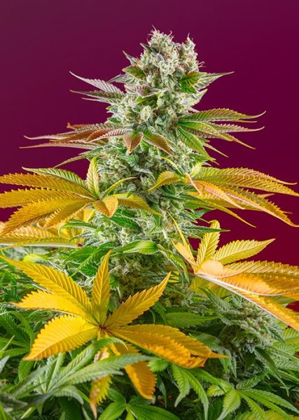 Gorilla Girl F1 Fast version | Sweet Seeds