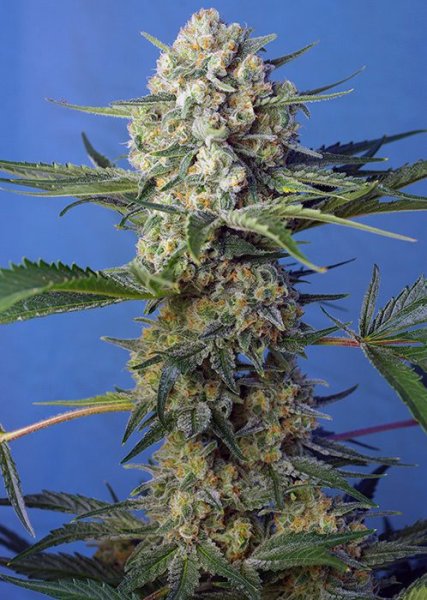 Crystal Candy F1 Fast version | Sweet Seeds