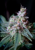 Cream Caramel F1 Fast Version | Sweet Seeds