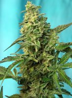 Green Poison F1 Fast Version | Sweet Seeds