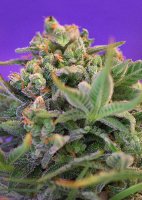 Sweet Cheese F1 Fast Version | Sweet Seeds