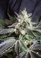 Black Jack F1 Fast Version | Sweet Seeds