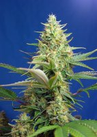 Sweet Pure Auto CBD | Sweet Seeds