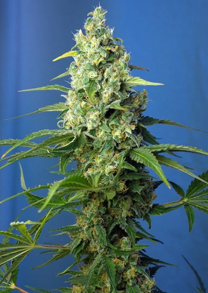 Honey Peach Auto CBD | Sweet Seeds