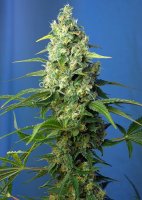 Honey Peach Auto CBD | Sweet Seeds