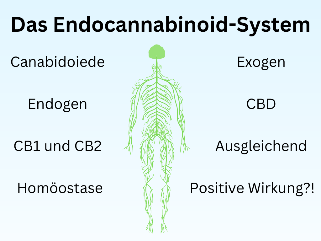Bild des Nervensystems als Sinnbild für das Endocannabinoid-System